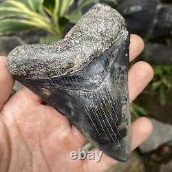 RARE Natural 3.9 Fossil Megalodon Shark Tooth Indonesia Black Megalodon Tooth