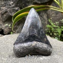 RARE Natural 3.9 Fossil Megalodon Shark Tooth Indonesia Black Megalodon Tooth