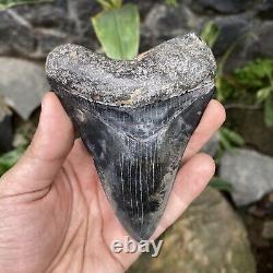 RARE Natural 3.9 Fossil Megalodon Shark Tooth Indonesia Black Megalodon Tooth