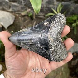 RARE Natural 3.9 Fossil Megalodon Shark Tooth Indonesia Black Megalodon Tooth