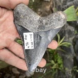 RARE Natural 3.9 Fossil Megalodon Shark Tooth Indonesia Black Megalodon Tooth
