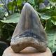 Rare Natural 4,56 Fossil Megalodon Shark Tooth Indonesia-black Megalodon Tooth