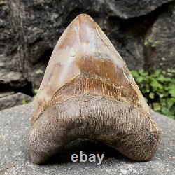 RARE Natural 5.1 Fossil Megalodon Shark Tooth Indonesia Top Megalodon Tooth