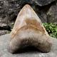 Rare Natural 5.1 Fossil Megalodon Shark Tooth Indonesia Top Megalodon Tooth