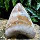 Rare Natural 5.1 Fossil Megalodon Shark Tooth Indonesia Top Megalodon Tooth