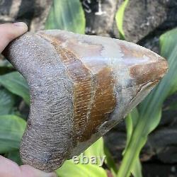 RARE Natural 5.1 Fossil Megalodon Shark Tooth Indonesia Top Megalodon Tooth