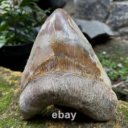 RARE Natural 5.1 Fossil Megalodon Shark Tooth Indonesia Top Megalodon Tooth