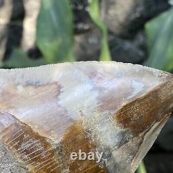 RARE Natural 5.1 Fossil Megalodon Shark Tooth Indonesia Top Megalodon Tooth