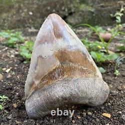 RARE Natural 5.1 Fossil Megalodon Shark Tooth Indonesia Top Megalodon Tooth