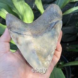 RARE Natural 5.1 Fossil Megalodon Shark Tooth Indonesia Top Megalodon Tooth
