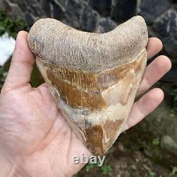 RARE Natural 5.1 Fossil Megalodon Shark Tooth Indonesia Top Megalodon Tooth