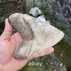 RARE Natural 5.1 Fossil Megalodon Shark Tooth Indonesia Top Megalodon Tooth