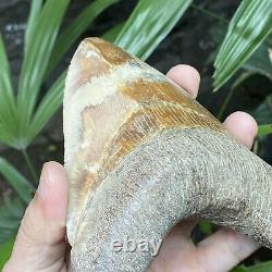 RARE Natural 5.1 Fossil Megalodon Shark Tooth Indonesia Top Megalodon Tooth