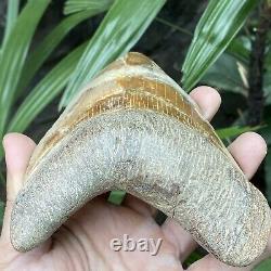 RARE Natural 5.1 Fossil Megalodon Shark Tooth Indonesia Top Megalodon Tooth