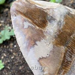 RARE Natural 5.1 Fossil Megalodon Shark Tooth Indonesia Top Megalodon Tooth