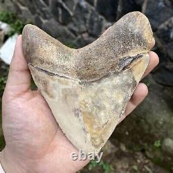 RARE Natural 5.1 Fossil Megalodon Shark Tooth Indonesia Top Megalodon Tooth