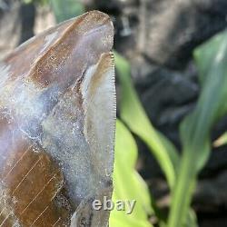 RARE Natural 5.1 Fossil Megalodon Shark Tooth Indonesia Top Megalodon Tooth