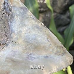 RARE Natural 5.1 Fossil Megalodon Shark Tooth Indonesia Top Megalodon Tooth