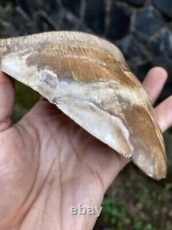 RARE Natural 5.1 Fossil Megalodon Shark Tooth Indonesia Top Megalodon Tooth