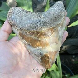 RARE Natural 5.1 Fossil Megalodon Shark Tooth Indonesia Top Megalodon Tooth