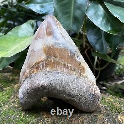 RARE Natural 5.1 Fossil Megalodon Shark Tooth Indonesia Top Megalodon Tooth