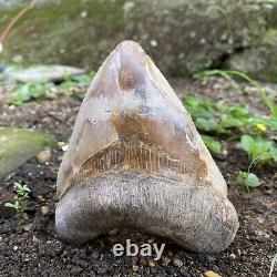 RARE Natural 5.1 Fossil Megalodon Shark Tooth Indonesia Top Megalodon Tooth