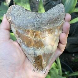 RARE Natural 5.1 Fossil Megalodon Shark Tooth Indonesia Top Megalodon Tooth