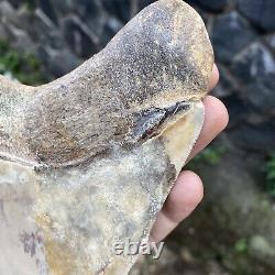 RARE Natural 5.1 Fossil Megalodon Shark Tooth Indonesia Top Megalodon Tooth
