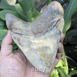 RARE Natural 5.1 Fossil Megalodon Shark Tooth Indonesia Top Megalodon Tooth