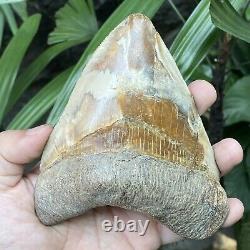 RARE Natural 5.1 Fossil Megalodon Shark Tooth Indonesia Top Megalodon Tooth