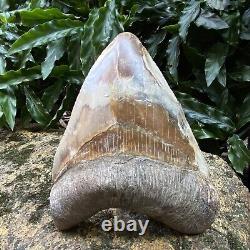 RARE Natural 5.1 Fossil Megalodon Shark Tooth Indonesia Top Megalodon Tooth