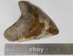 RARE Natural 5.1 Fossil Megalodon Shark Tooth Indonesia Top Megalodon Tooth