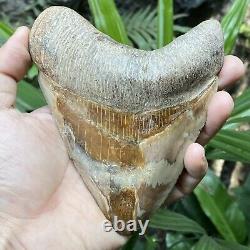 RARE Natural 5.1 Fossil Megalodon Shark Tooth Indonesia Top Megalodon Tooth