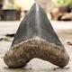Rare Natural 5.7 Fossil Megalodon Shark Tooth Indonesia Black Megalodon Tooth