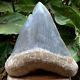 Rare Natural 5.7 Fossil Megalodon Shark Tooth Indonesia Black Megalodon Tooth