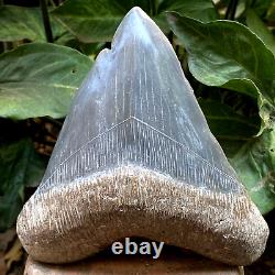 RARE Natural 5.7 Fossil Megalodon Shark Tooth Indonesia Black Megalodon Tooth