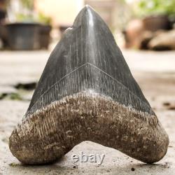 RARE Natural 5.7 Fossil Megalodon Shark Tooth Indonesia Black Megalodon Tooth