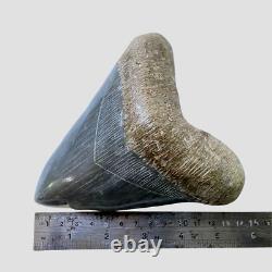 RARE Natural 5.7 Fossil Megalodon Shark Tooth Indonesia Black Megalodon Tooth