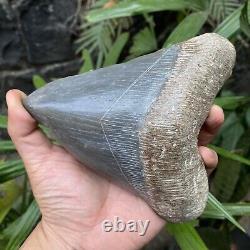 RARE Natural 5.7 Fossil Megalodon Shark Tooth Indonesia Black Megalodon Tooth