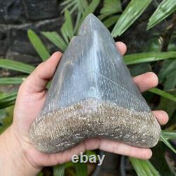 RARE Natural 5.7 Fossil Megalodon Shark Tooth Indonesia Black Megalodon Tooth