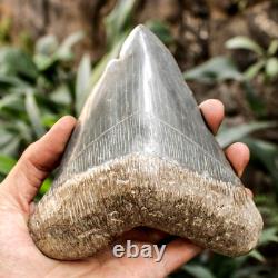 RARE Natural 5.7 Fossil Megalodon Shark Tooth Indonesia Black Megalodon Tooth