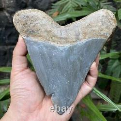RARE Natural 5.7 Fossil Megalodon Shark Tooth Indonesia Black Megalodon Tooth