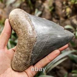 RARE Natural 5.7 Fossil Megalodon Shark Tooth Indonesia Black Megalodon Tooth