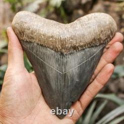 RARE Natural 5.7 Fossil Megalodon Shark Tooth Indonesia Black Megalodon Tooth