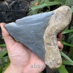 RARE Natural 5.7 Fossil Megalodon Shark Tooth Indonesia Black Megalodon Tooth