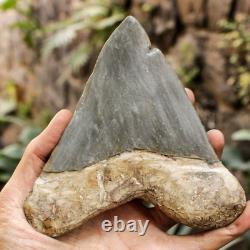 RARE Natural 5.7 Fossil Megalodon Shark Tooth Indonesia Black Megalodon Tooth