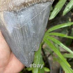 RARE Natural 5.7 Fossil Megalodon Shark Tooth Indonesia Black Megalodon Tooth