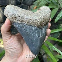 RARE Natural 5.7 Fossil Megalodon Shark Tooth Indonesia Black Megalodon Tooth