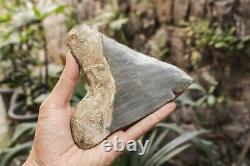 RARE Natural 5.7 Fossil Megalodon Shark Tooth Indonesia Black Megalodon Tooth