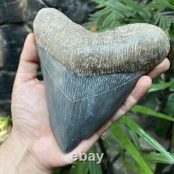 RARE Natural 5.7 Fossil Megalodon Shark Tooth Indonesia Black Megalodon Tooth